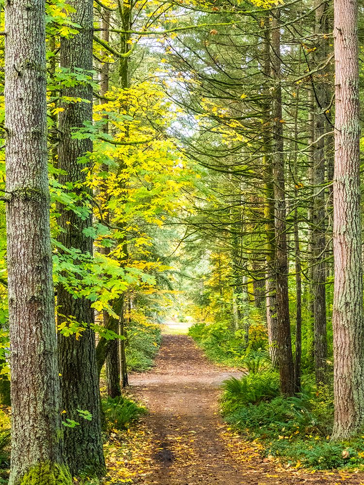 USA-Washington State-Sammamish with trail edged by evergreens and maple trees art print by Sylvia Gulin for $57.95 CAD